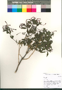 Bouvardia ternifolia image