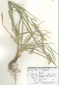 Bromus catharticus image