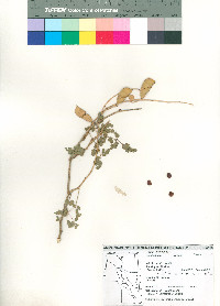 Caesalpinia arenosa image