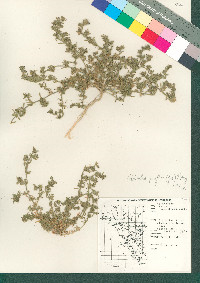 Calibrachoa parviflora image