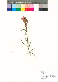 Castilleja nelsonii image