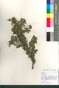 Cercocarpus montanus image