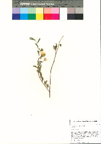 Chamaecrista serpens image