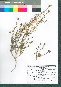 Chylismia claviformis image