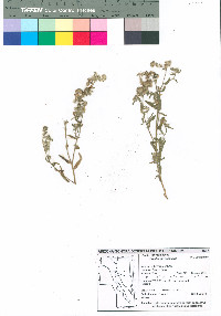 Cryptantha decipiens image