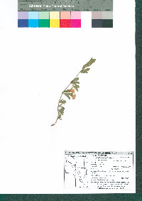 Dyschoriste schiedeana var. decumbens image