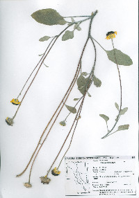 Encelia halimifolia image