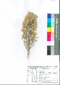 Ericameria paniculata image