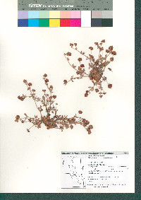 Eriogonum abertianum image