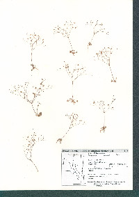 Eriogonum thomasii image