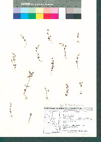 Erythranthe rubella image