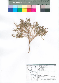 Euphorbia polycarpa image