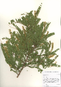 Eysenhardtia orthocarpa image