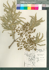 Forchhammeria watsonii image