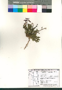 Glandularia gooddingii image
