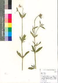 Gomphrena sonorae image