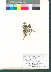 Hedeoma nana subsp. macrocalyx image