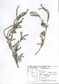 Heliotropium curassavicum image