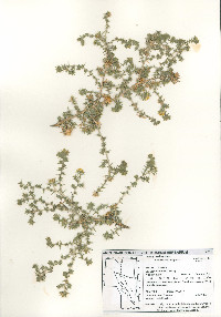 Hemizonia pungens image