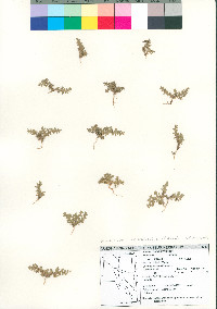 Herniaria hirsuta var. cinerea image