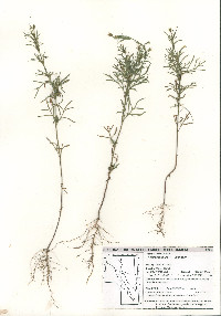 Heterospermum pinnatum image