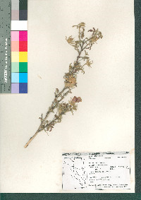Hibiscus coulteri image