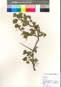 Jatropha cardiophylla image