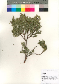 Juniperus deppeana image