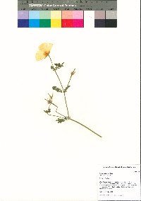 Kallstroemia grandiflora image