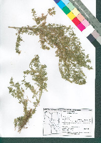 Lepidium didymum image