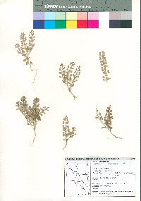 Lepidium lasiocarpum image