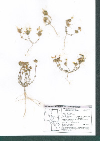 Leptosiphon chrysanthus image