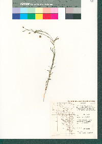 Linum lewisii image