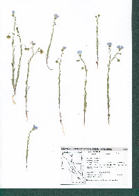 Linum lewisii image