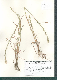 Lolium perenne subsp. multiflorum image