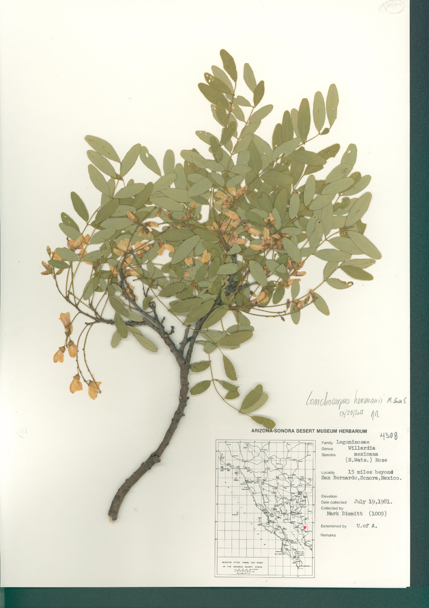 Lonchocarpus hermannii image