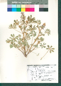 Lupinus arizonicus image