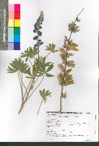 Lupinus lemmonii image