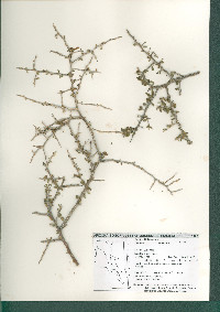 Lycium exsertum image