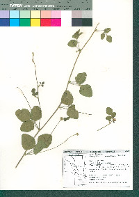 Macroptilium gibbosifolium image