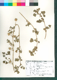 Medicago polymorpha image