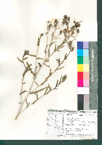 Mentzelia multiflora image