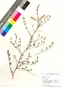 Mimosa laxiflora image