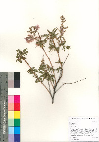 Mimosa dysocarpa image