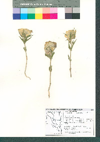 Mohavea confertiflora image