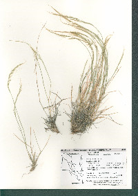 Muhlenbergia tenuifolia image