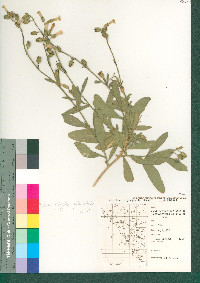 Nicotiana obtusifolia image