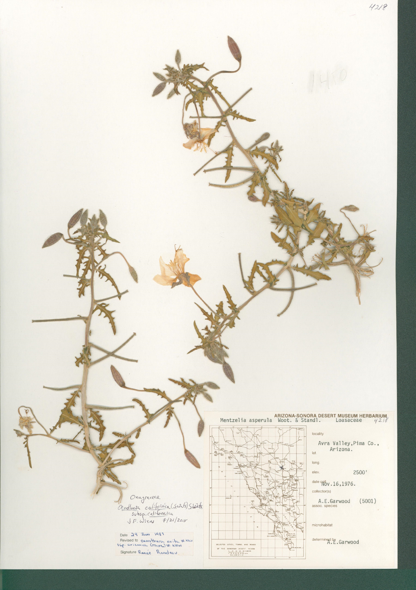 Oenothera californica var. californica image