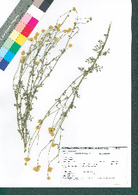 Ptelea trifoliata var. angustifolia image