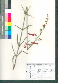 Penstemon barbatus image